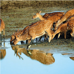 YALA NATIONAL PARK